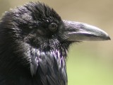 common raven.... raaf