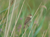 reed warbler.... kleine karekiet