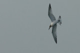 sandwich tern.... grote stern