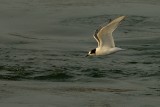 sandwich tern.... grote stern