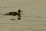 common eider.... eider