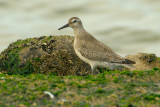 red knot.... kanoet