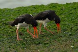 oystercatcher.... scholekster