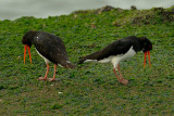 oystercatcher.... scholekster