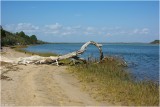 Driftwood...