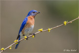Eastern Bluebird (M)