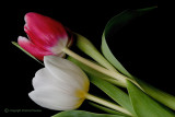 2 Tulips