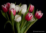 10 Tulips