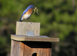 04-24-05 bluebird with frog.jpg