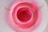 1/23/07 - Bullseye (Just Another Rose....)