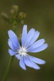 7/3/07 - Chicory