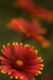 7/5/07 - Blanket Flower Trio