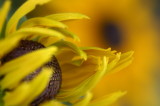7/6/07 - Susans