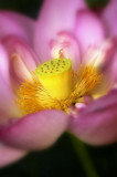Kenilworth Aquatic Gardens