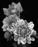 7/12/07 - B&W Dahlia