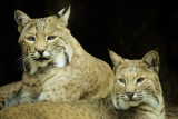 7/22/07 - Nice Puddy Tats