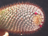 Jan 15 - Cactus