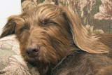 felia_couchCRW_4125.jpg