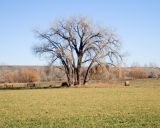 zCRW_2256 Cottonwood east of Boulder.jpg