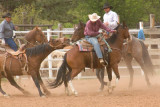 zP1000342 Pickup riders coax determined bronc.jpg