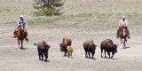 z_MG_4477 DoL hazes 5 bison to capture 06-20-07.jpg