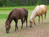 zP1000823 Horses near West Glacier Montana.jpg