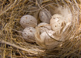 zP1000960 Mudhen eggs in nest.jpg