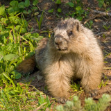 zP1010096 Marmot at Logan Pass in Glacier National Park.jpg