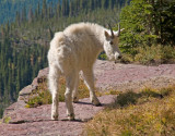 zP1010976 Nanny mountain goat looks to her kid in Glacier National Park.jpg