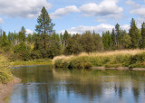 zP1020096 Ducks in landscape near Whitefish Montana.jpg
