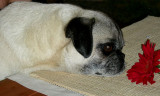 The pug is living proof that God has a sense of humor- Margot Kaufman