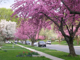 Springtime in the Suburbs of Washington. D.C.