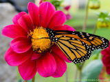 Flower and Butterfly 6311.jpg