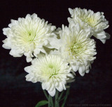 Four White Flowers.jpg