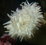 Anemone.jpg