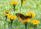 Butterfly.jpg