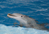 Dolphins Gaze.jpg