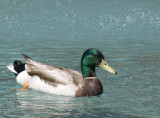 Duck in a Fountain.jpg