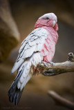 Roosting Pink Bird.jpg