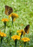 Two Butterflies.jpg
