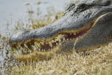 american alligator BRD2353.jpg