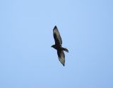 broad-winged hawk BRD2917.jpg