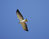 white-tailed hawk BRD6261.jpg