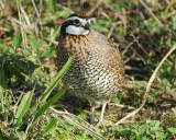 northern bobwhite BRD6566.jpg