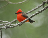 vermilion flycatcher BRD9945.jpg