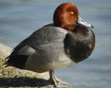 redhead BRD5433.jpg