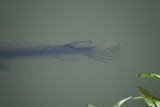 long-nosed gar BRD6184.jpg
