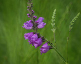 verbena BRD7282.jpg