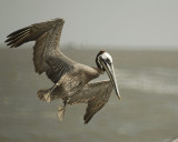 brown pelican SCO1467.jpg