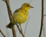 orchard oriole BRD4000.jpg